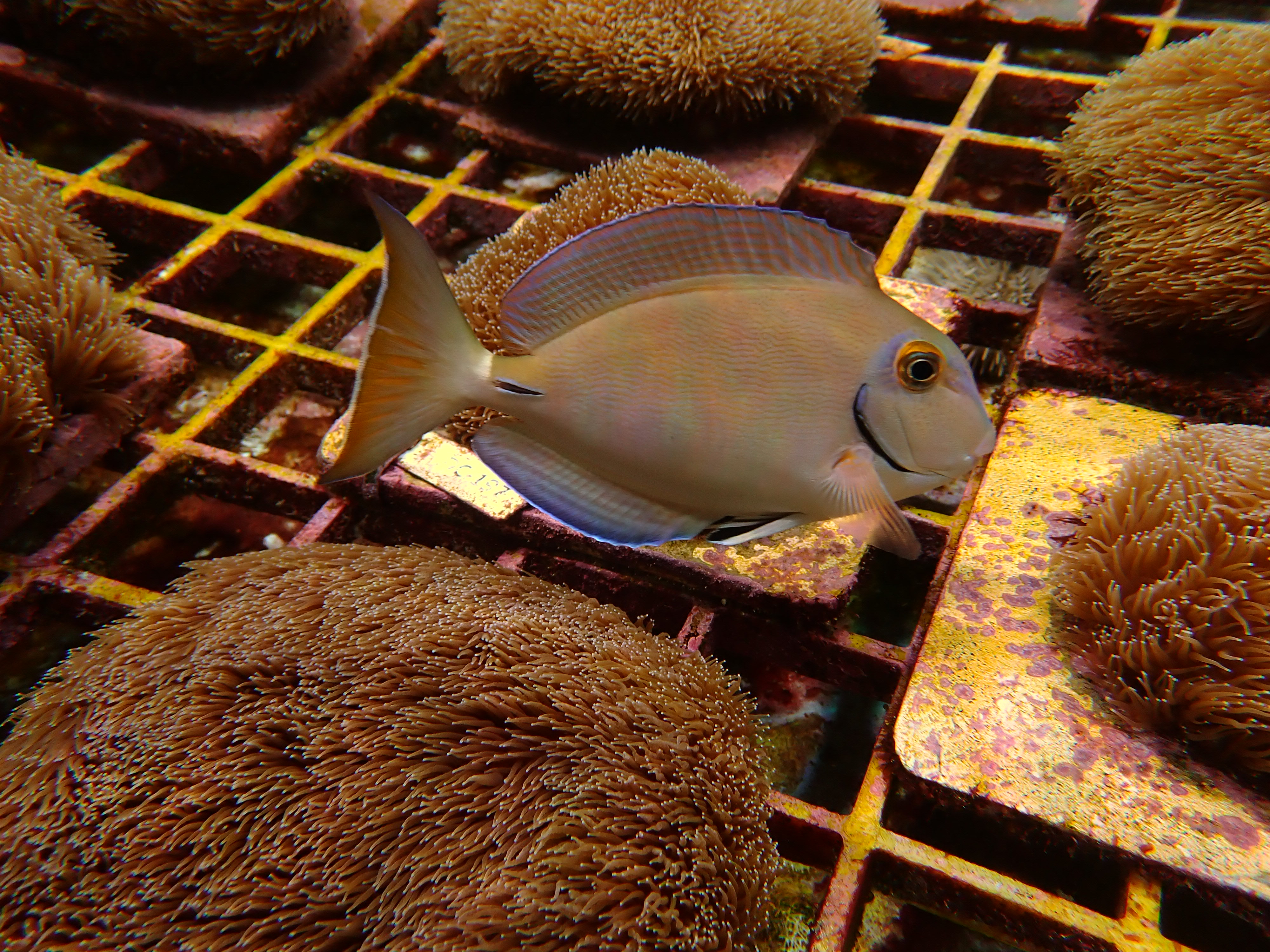 Gallery – Zeusinc Reefs