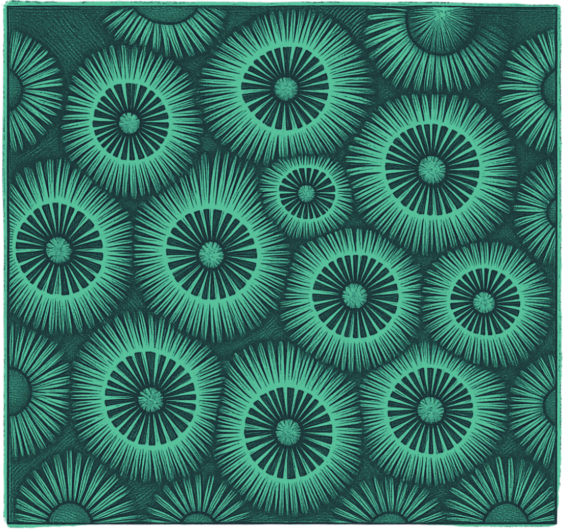 Zeusinc Reefs